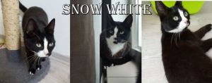 snowwhite