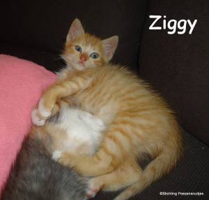 ziggy